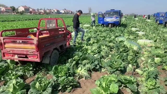 长阳县黄心大白菜