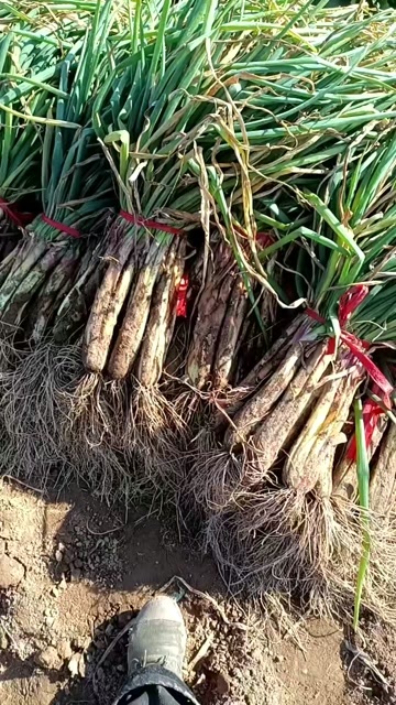 靖远县红葱