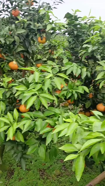 四川爱媛果冻橙大量上市，皮薄，味甜，无干水，人工选果