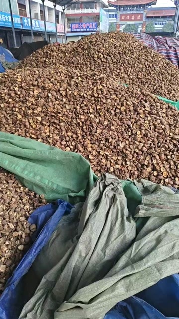 献县香菇808
