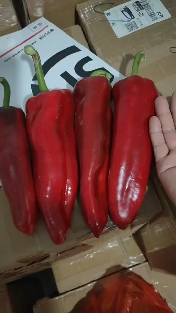 寿光市大果红泡椒苗 穴盘苗 抗病 转色好