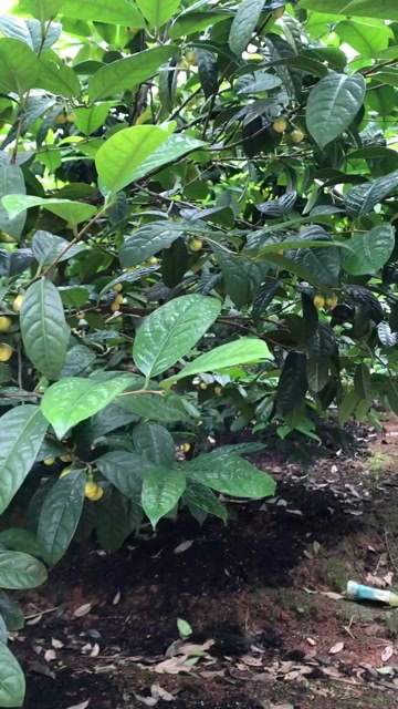藤县烘干金花茶叶子