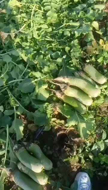 大量供应加工厂用的水果萝卜