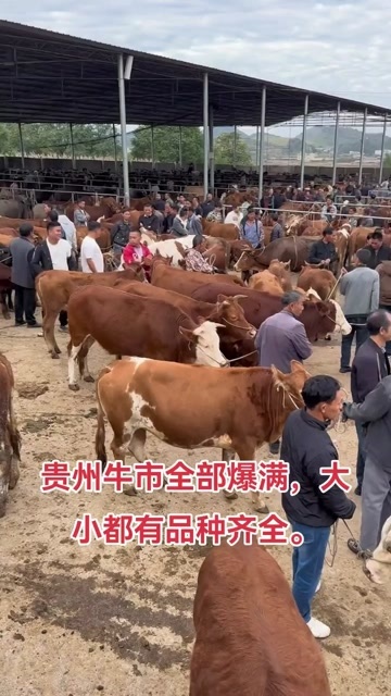 长沙西门塔尔土杂牛。