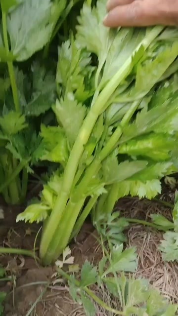 杞县自家种植50亩，皇后，芹菜，65，，，70公分高，，现在成熟