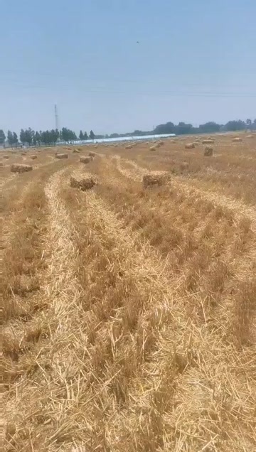 临泉县小麦秸秆一次成型小方捆