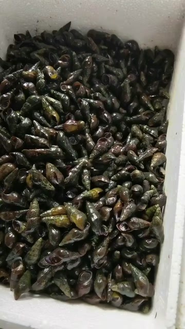 博罗县石螺