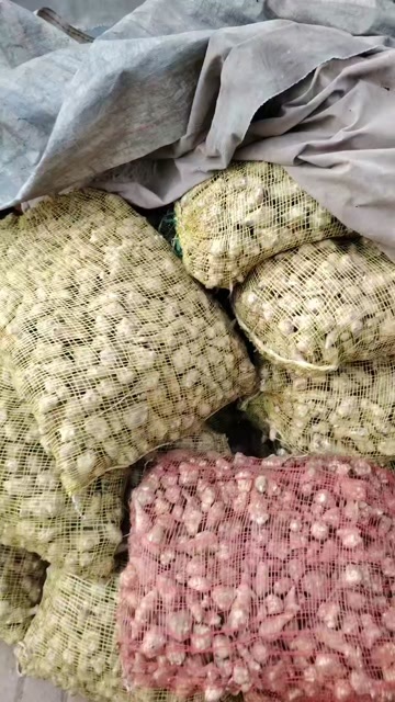 洋姜大量批發(fā)市場平臺