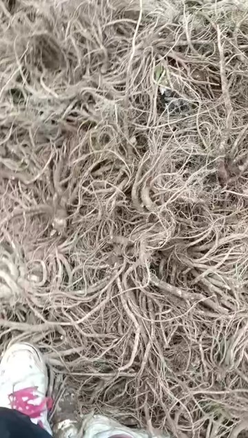 甘洛县鲜货当归上市了