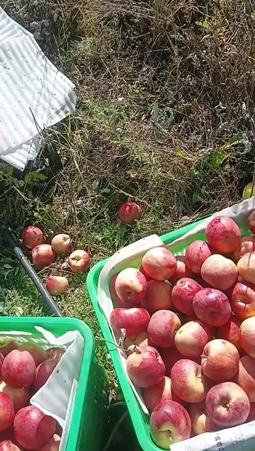 小金县小金高山溏心红富士