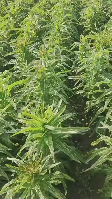 彭州市红尖肉青1斤3两起