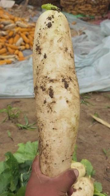 威县白萝卜红萝卜大葱大量批发市场平台货