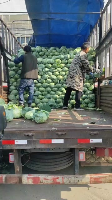 老河口市牛心甘蓝