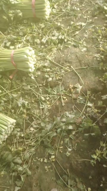 滑县芹菜