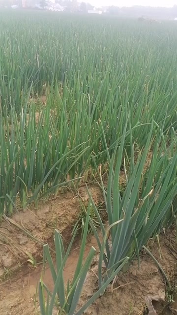 菏泽大葱