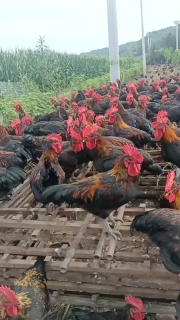 沈阳土鸡
