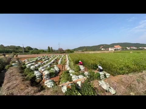 丰城市油茶苗木两年小杯苗，大量出售