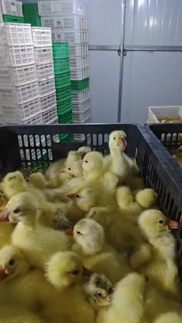 石家庄鹅苗