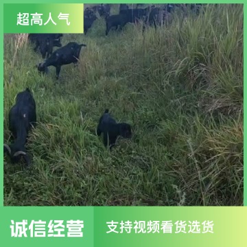 农家放养黑山羊,有需要的联系 农家放养黑山羊,有需要的联系