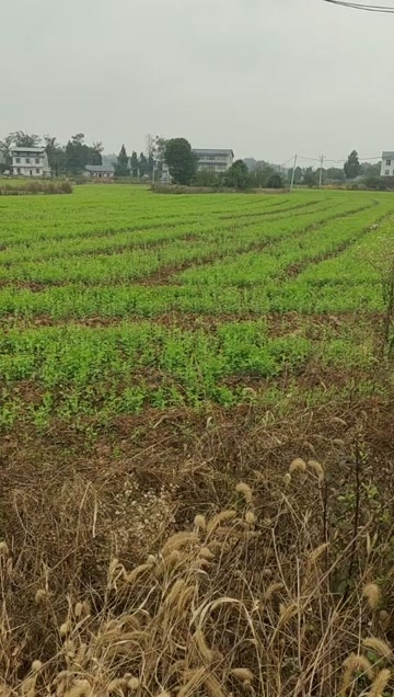 遂宁豌豆苗