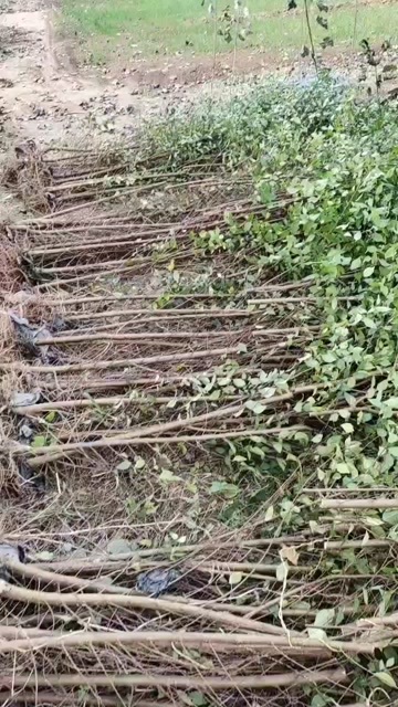 惠民县榆树苗，2公分3公分