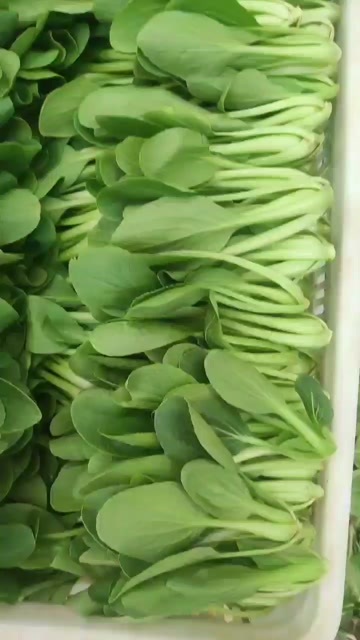 曹县食品厂半精品上海青，产地直发，一分价钱一分货