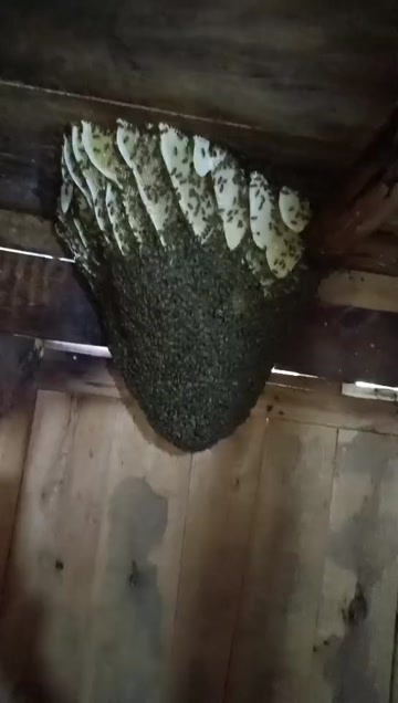 麻阳县野生蜂蜜一年取一次土蜂蜜纯野生