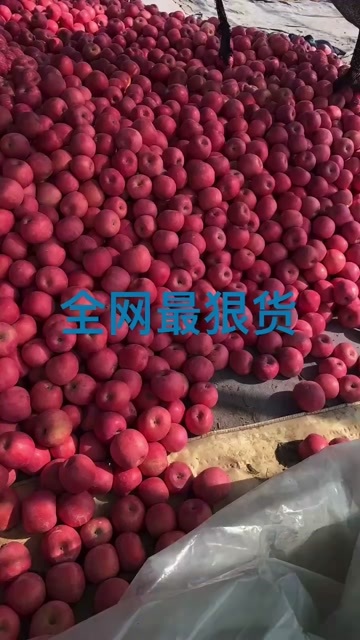 营口红富士苹果