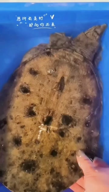 甲鱼