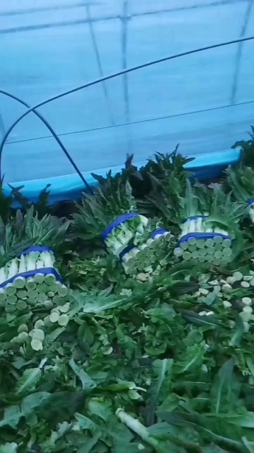 宿州红叶莴笋