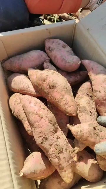 迁西县烟薯25