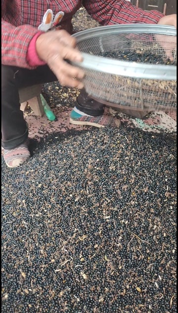 射干投资少，收益大，抗旱耐寒，懒人庄家