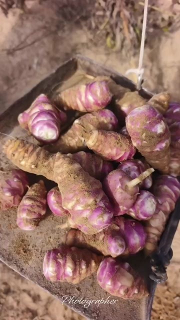 延安陕西延安新鲜洋姜500g 当天发货保鲜直达，下酒菜无敌。