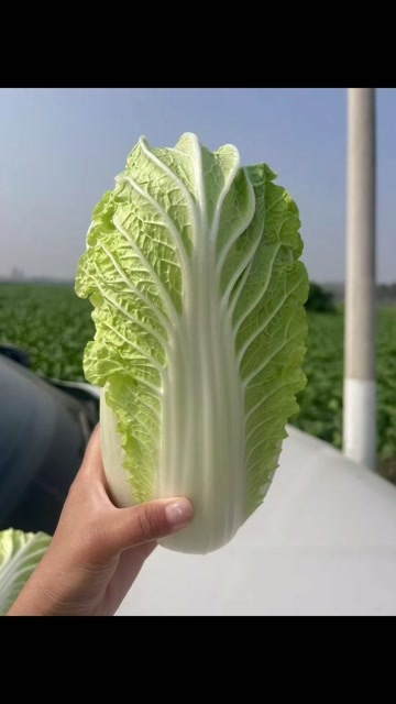 鹿邑县河南省鹿邑县娃娃菜。黄度好。条形好  全大娃