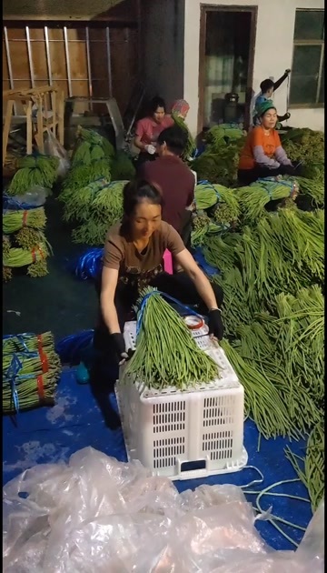 金平县豇豆角