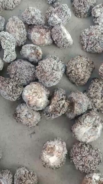 鱼台县猴脑菌产地直销