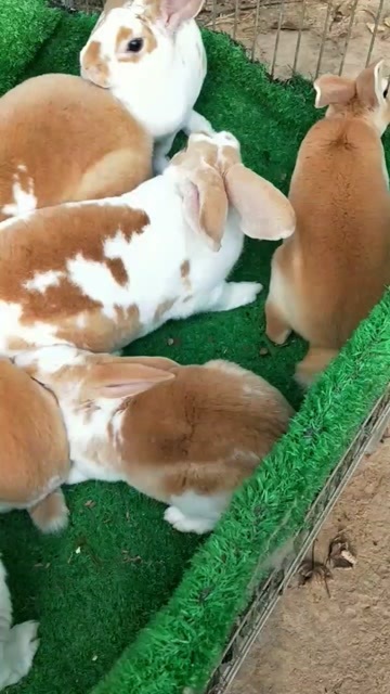 嘉祥县肉兔