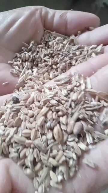 泸州麦子碎