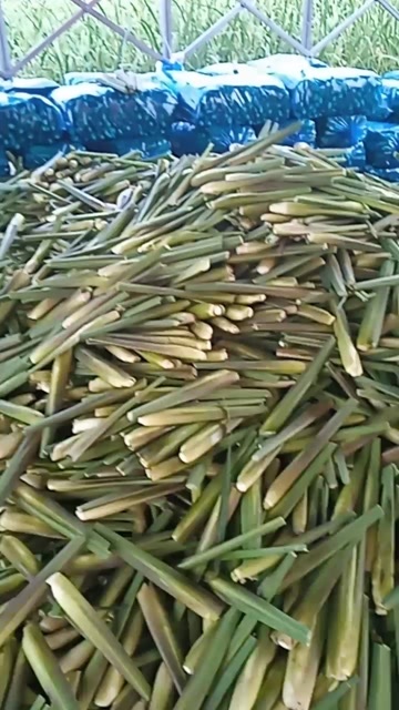 衢州茭白冬茭大量上市基地直供