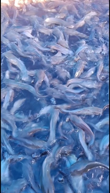 化州市塘角鱼苗