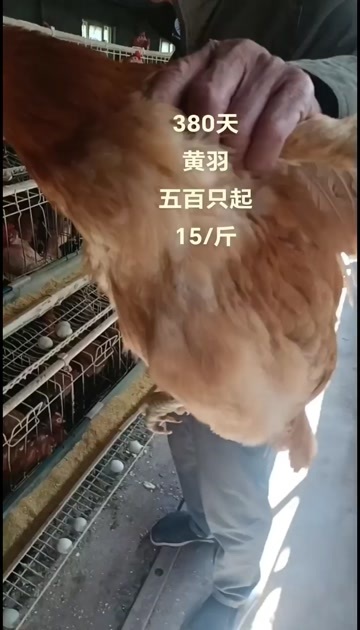 南京产绿壳蛋土鸡品种黄羽约重3斤3两380天毛色好