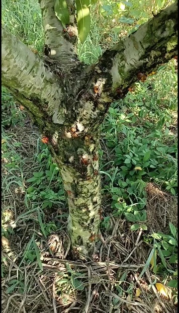 江陵县天然桃胶，桃树精华凝结而成，它可搭配各种食材，口感更好