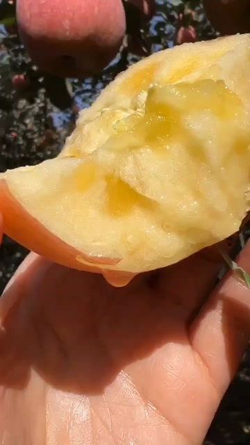 阿克苏冰糖心苹果新货上市了,阿克苏产地直发,一件代发包邮