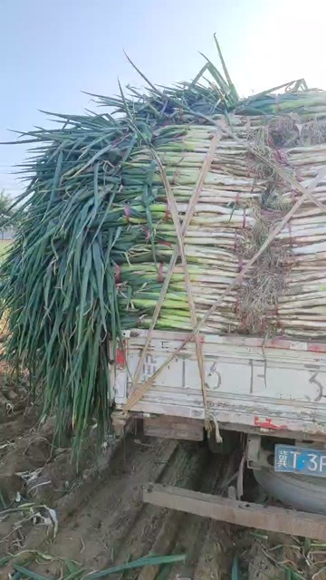 隆尧县长白大葱
