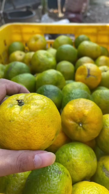 2025新会梅江圈枝柑新鲜采摘 江门新会直发 保证质量