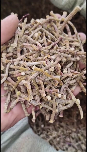 芒市铁皮石斛 铁皮石斛寸条 云南德宏产地 一手货源