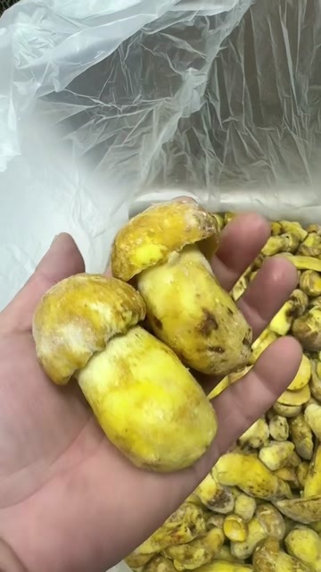 广州云南冰冻白葱牛肝菌蔬菜食用菌特色农产品餐厅酒店合作款