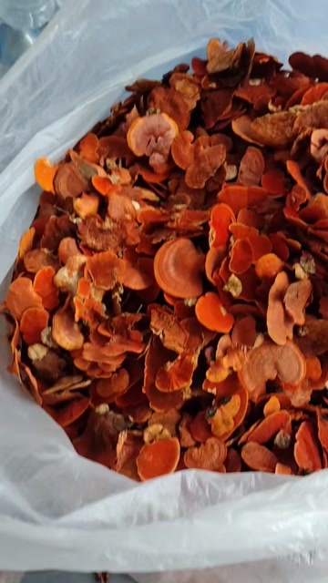 田林县红栓菌牛樟芝新货