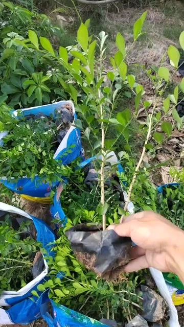 漳州七里香量大基地直发