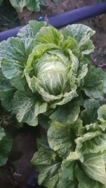 白菜